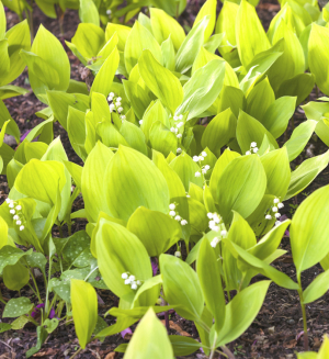 Convallaria majalis 'Mary Brooks'