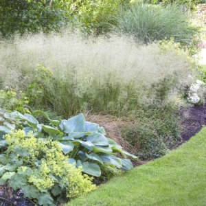 Shady Perennial and Grasses border planting with Deschampsia cespitosa 'Silver Mist', Hosta Big Daddy, Alchemilla mollis and Brunnera macrophylla Jack Frost. Designed by Adrian Bloom at Foggy Bottom.