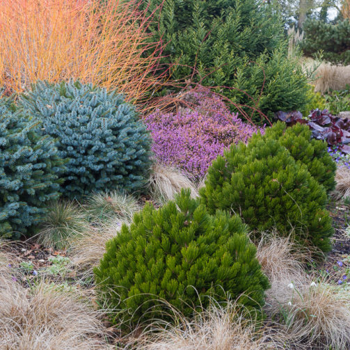 With Conifers Bressingham Gardens, Dwarf Conifer Garden Ideas