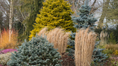 Our Conifers on Gardeners World