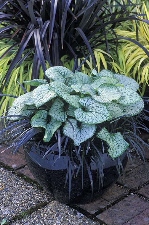 Brunnera and Ophiopogon in container