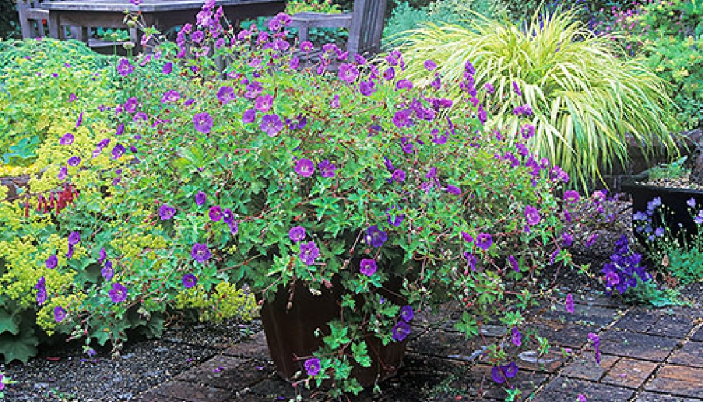 Geranium 'Rozanne' in container » Bressingham Gardens