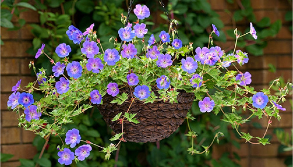 Geranium 'Rozanne' in hanging basket » Bressingham Gardens