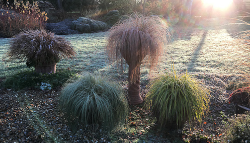 Grasses in containers in morning light