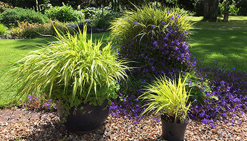 Hakonechloa in various containers