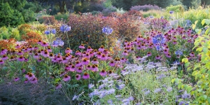 Echinacea combination in the Summer Garden