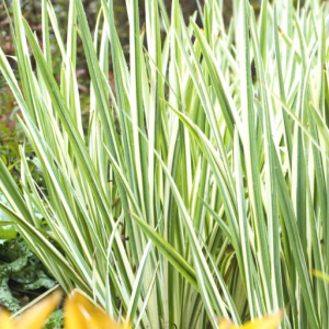 Iris ensata Variegata and Roscoea humeana in foreground. Perennials, November.