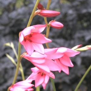 Tritonia disticha ssp. rubrolucens