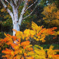 The gardens in Autumn
