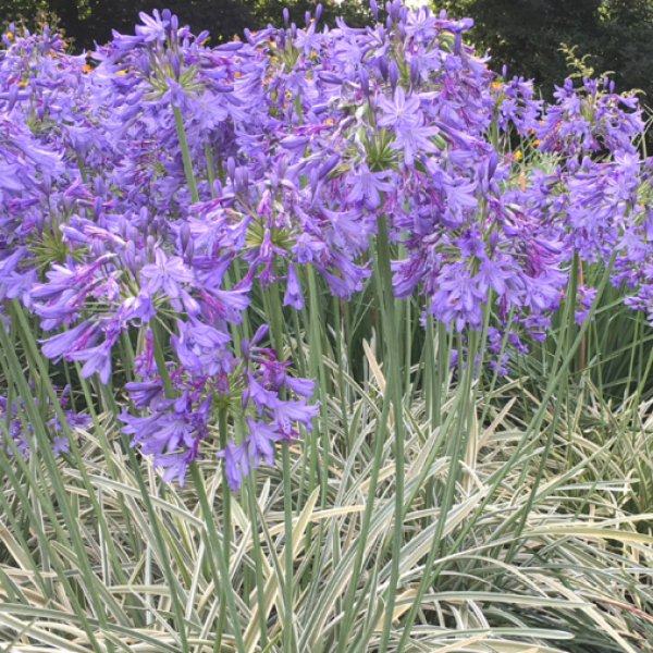Agapanthus 'Silver Moon'