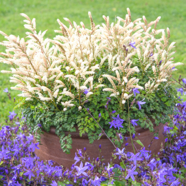 Aruncus aethusifolius 'Snowflurries'