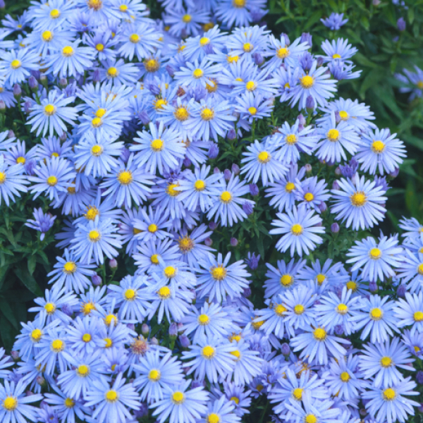 Aster 'Bressingham Blue Cushion'