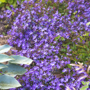 Campanula poscharskyana 'Purple Fountain'