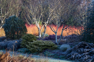 'Midwinter Fire in the Winter Garden, The Bressingham Gardens', Feb 2016