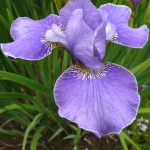 Iris sibirica 'Silver Edge' AGM