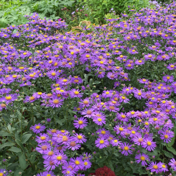 Aster amellus 'Forncett Flourish' AGM