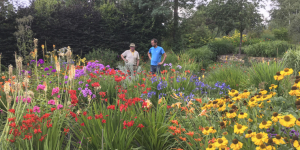 Jaime Blake in his area of trial ground looking at some Kniphofias with Jason Bloom