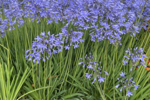 Agapanthus 'Molly Howick' A