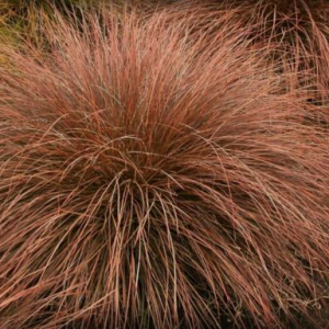Carex tenuiculmis. Deeper colour than the similar Carex comans  Bronze , its dark glossy foliage a great contrast to other plants. Full sun for best colour where not too dry. height 45 cm x width 60-75cm.