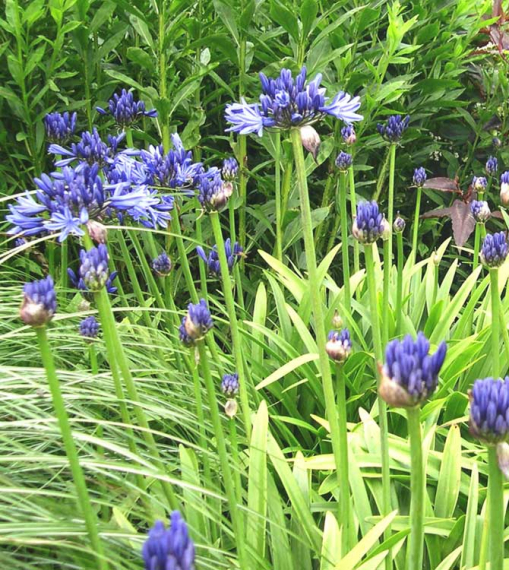 Agapanthus Navy Blue