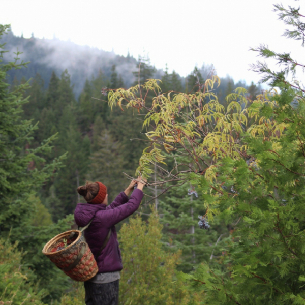 Creative experience - foraging walk with Wreath making