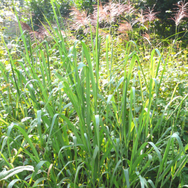 Panicum virgatum 'Dallas Blues'