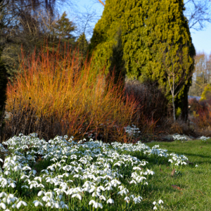 Snowdrop Galore Guided Visit with refreshments and bulb sale 17 February 2024