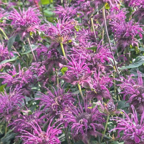 Monarda 'Gewitterwolke'