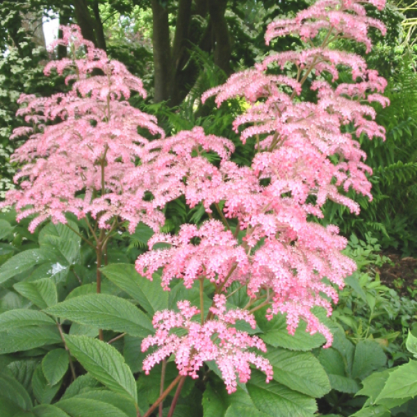Rodgersia pinnata 'Rubra'