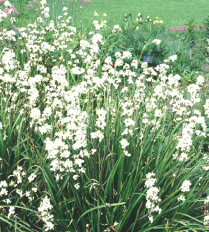 Libertia formosa