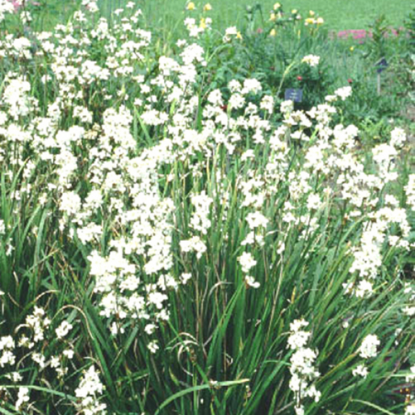 Libertia formosa