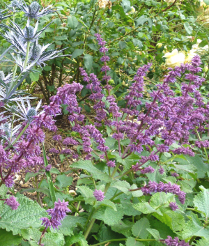 Salvia verticillata