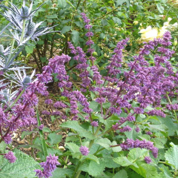 Salvia verticillata